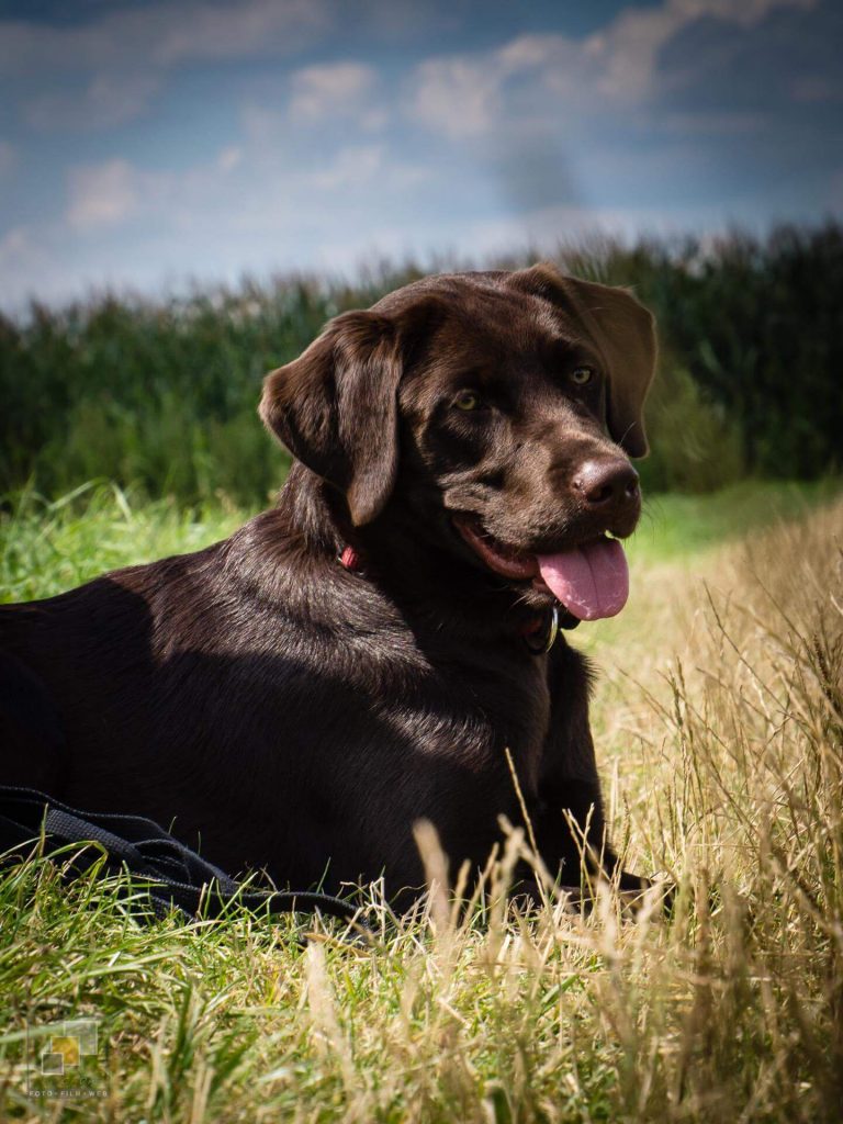 Amber Spirit of Elmslane Labrador Retriever