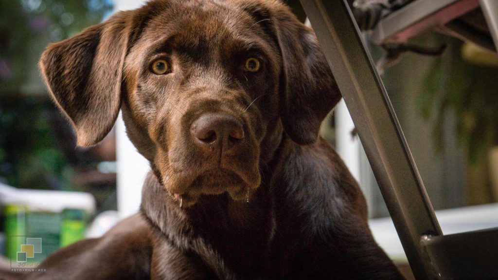 Amber Spirit of Elmslane Labrador Retriever