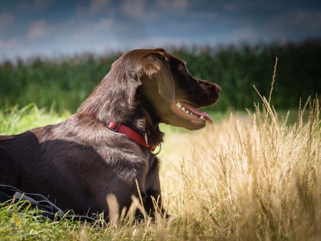 Amber Spirit of Elmslane Labrador Retriever
