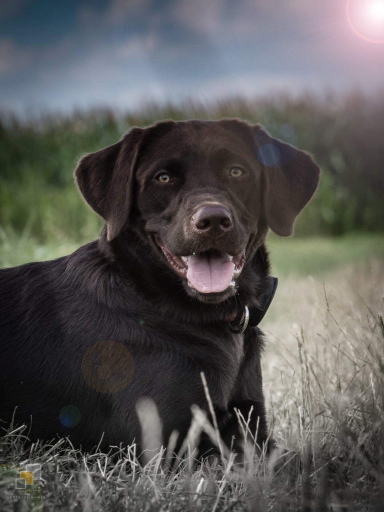 Amber Spirit of Elmslane Labrador Retriever