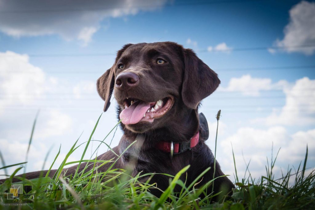 Amber Spirit of Elmslane Labrador Retriever