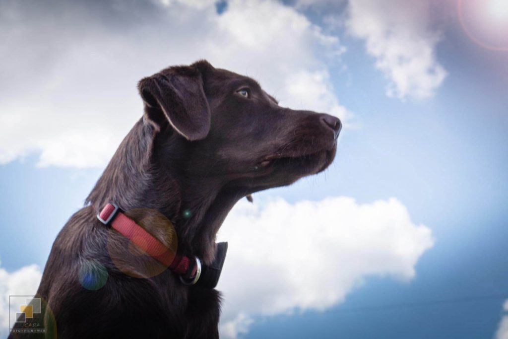 Amber Spirit of Elmslane Labrador Retriever