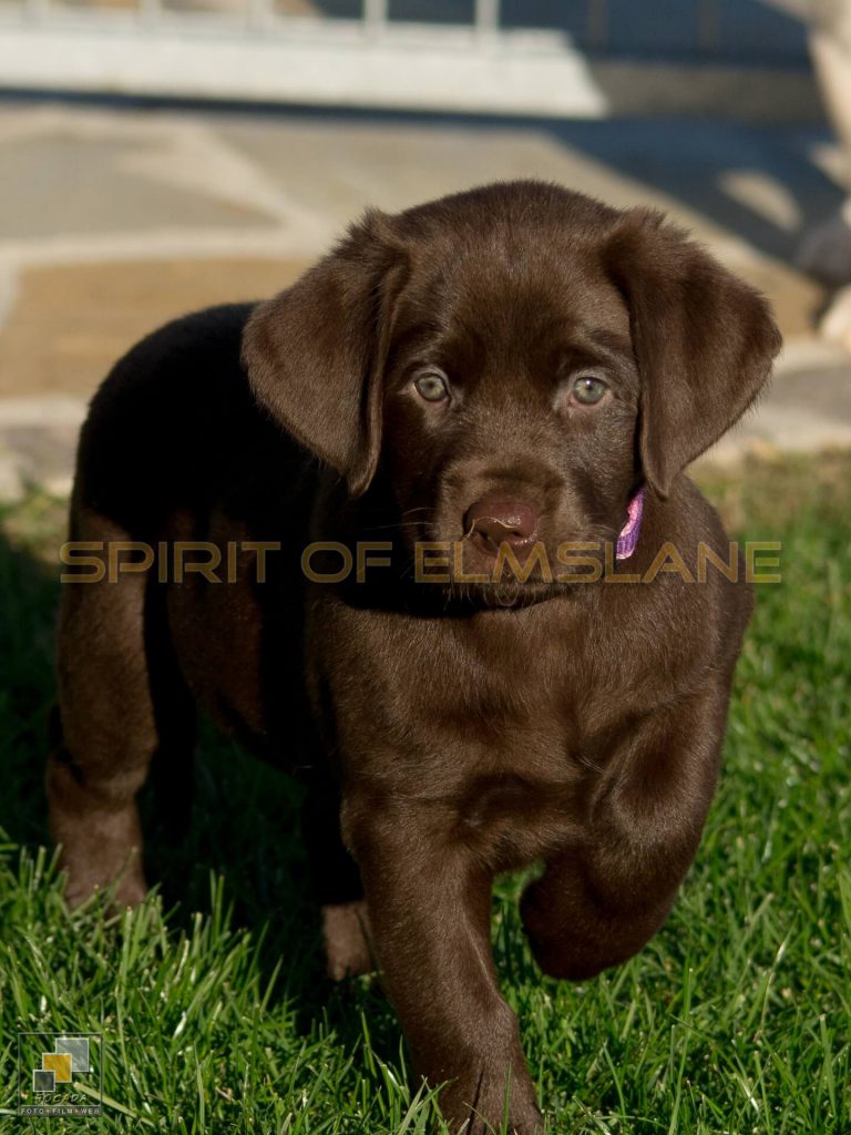 A-Wurf - Spirit of Elmslane