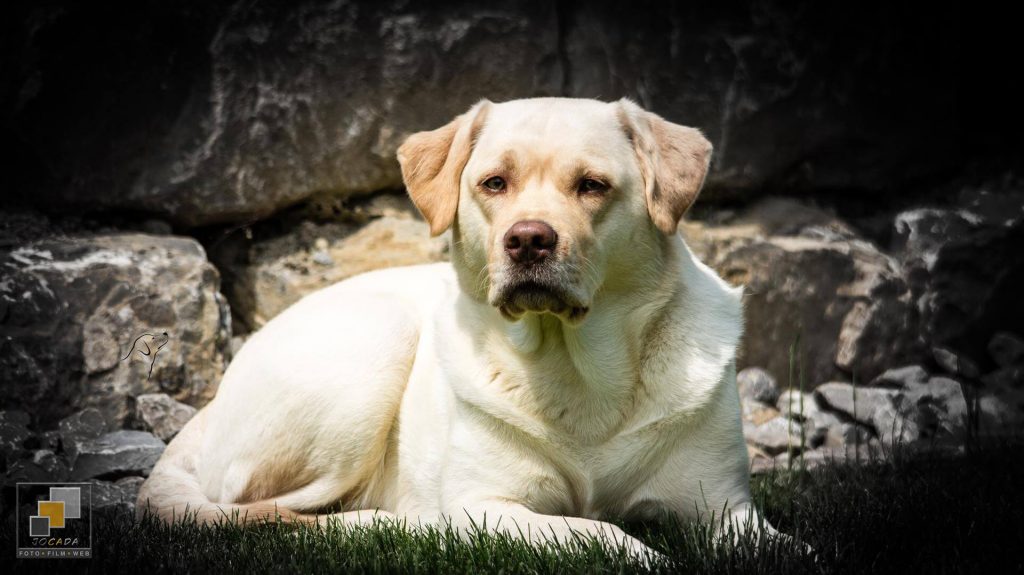 Asra "Josy" - Labrador from Casey´s Garden