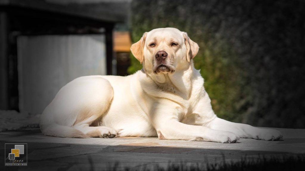 Asra "Josy" - Labrador from Casey´s Garden