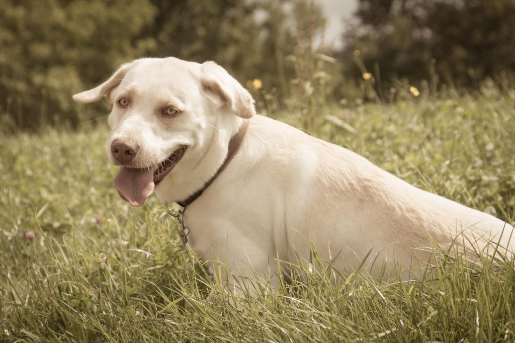 Ania Mia Spirit of Elmslane Labrador Retriever