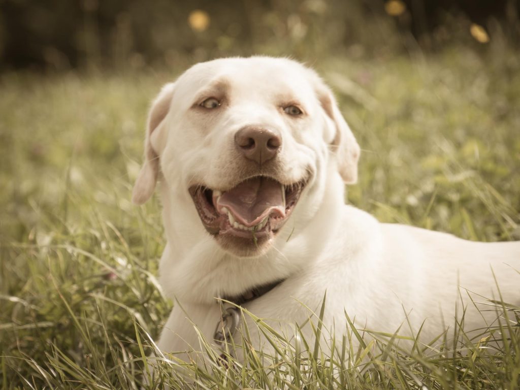 Ania Mia Spirit of Elmslane Labrador Retriever