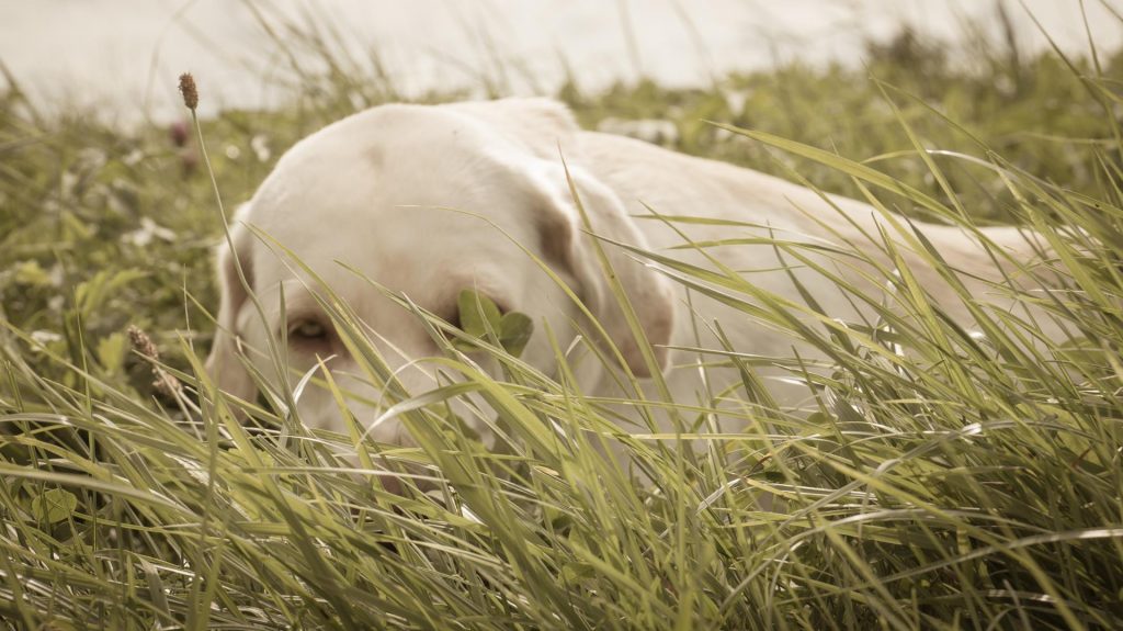 Ania Mia Spirit of Elmslane Labrador Retriever