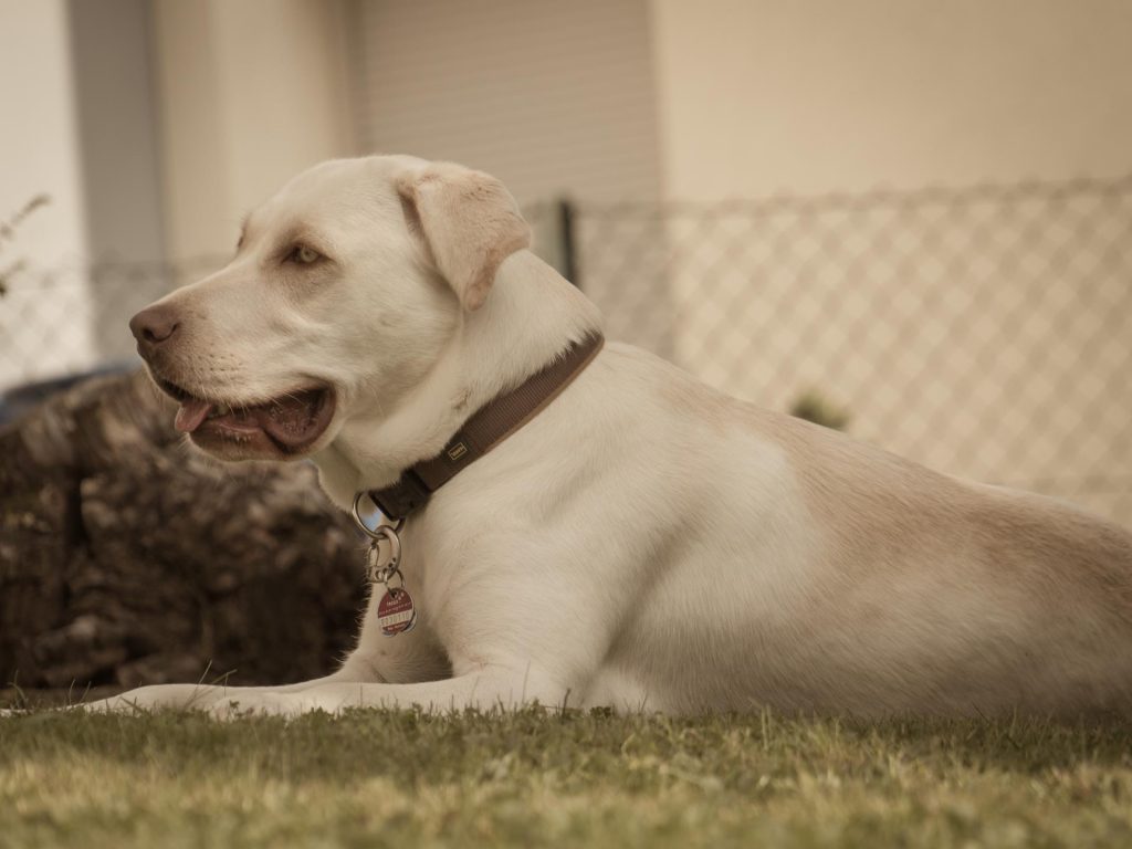 Ania Mia Spirit of Elmslane Labrador Retriever