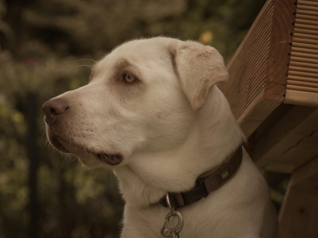 Ania Mia Spirit of Elmslane Labrador Retriever