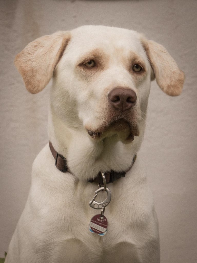 Ania Mia Spirit of Elmslane Labrador Retriever