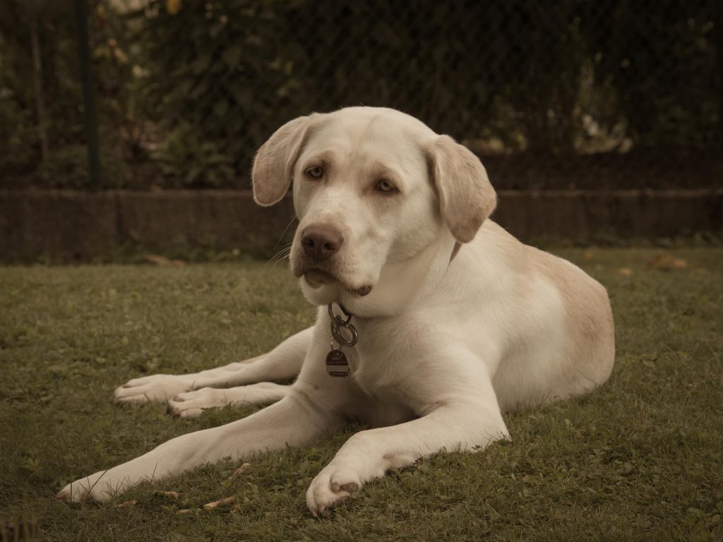 Ania Mia Spirit of Elmslane Labrador Retriever