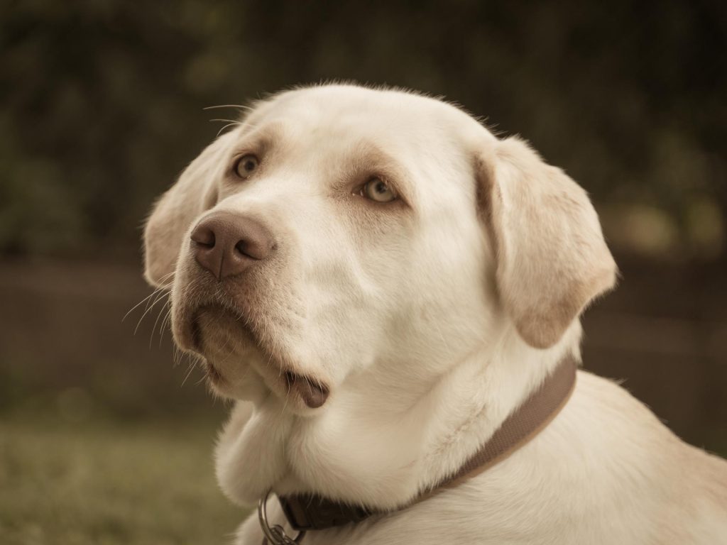 Ania Mia Spirit of Elmslane Labrador Retriever