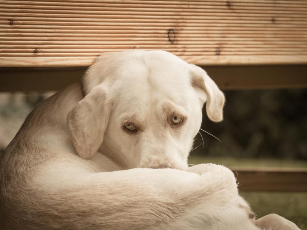 Ania Mia Spirit of Elmslane Labrador Retriever