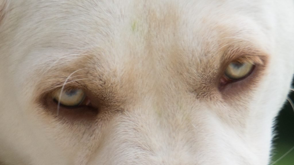 Ania Mia Spirit of Elmslane Labrador Retriever