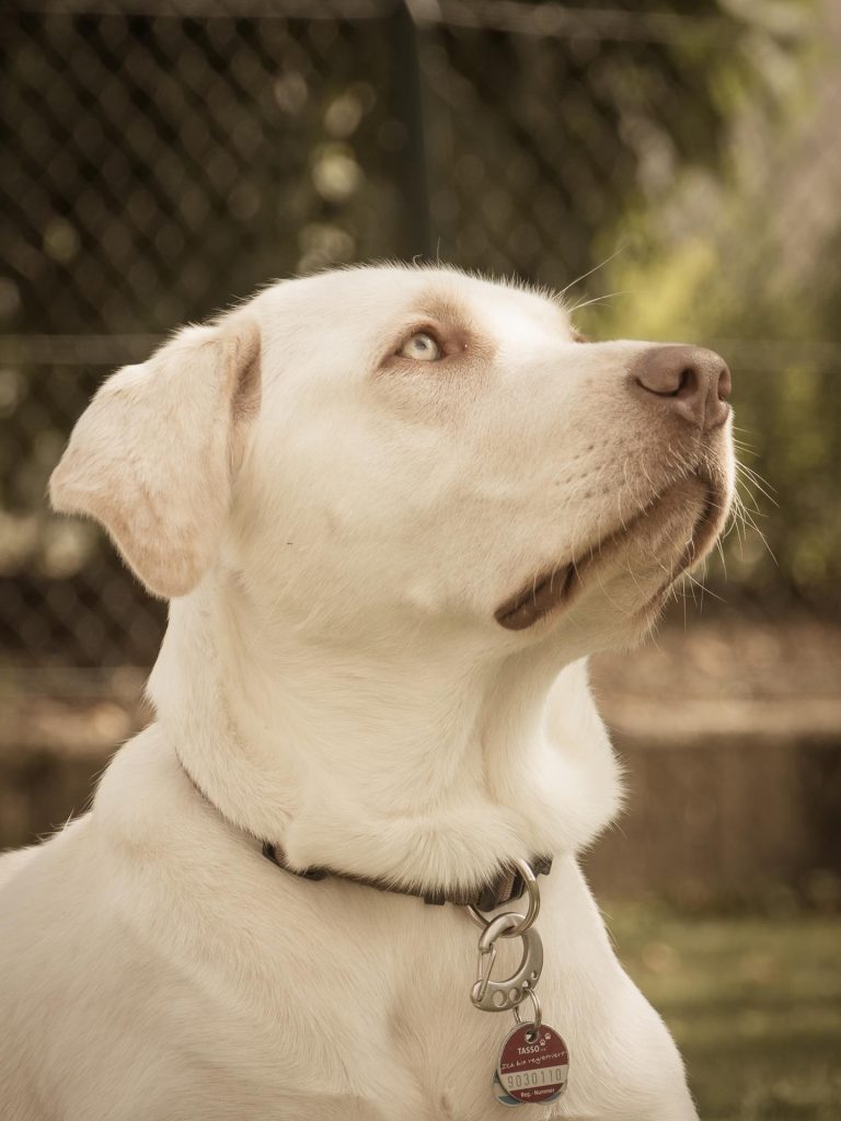 Ania Mia Spirit of Elmslane Labrador Retriever