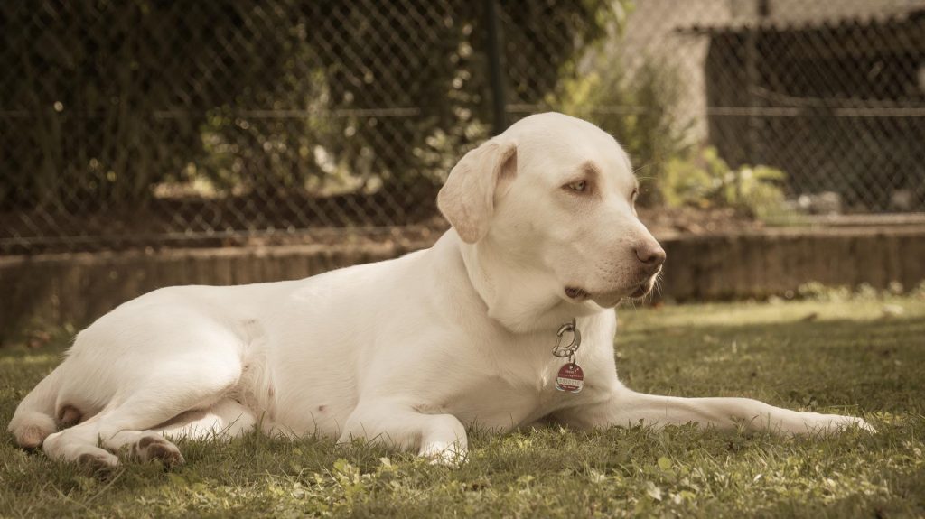 Ania Mia Spirit of Elmslane Labrador Retriever