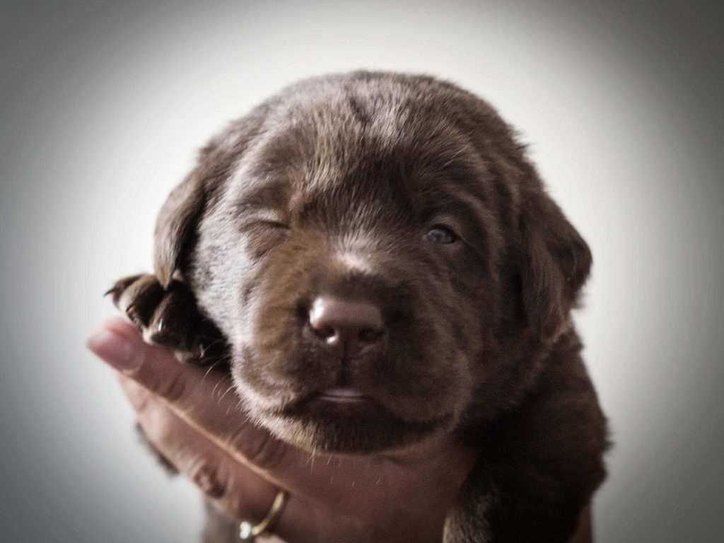 Labrador Welpen from Caseys Garden