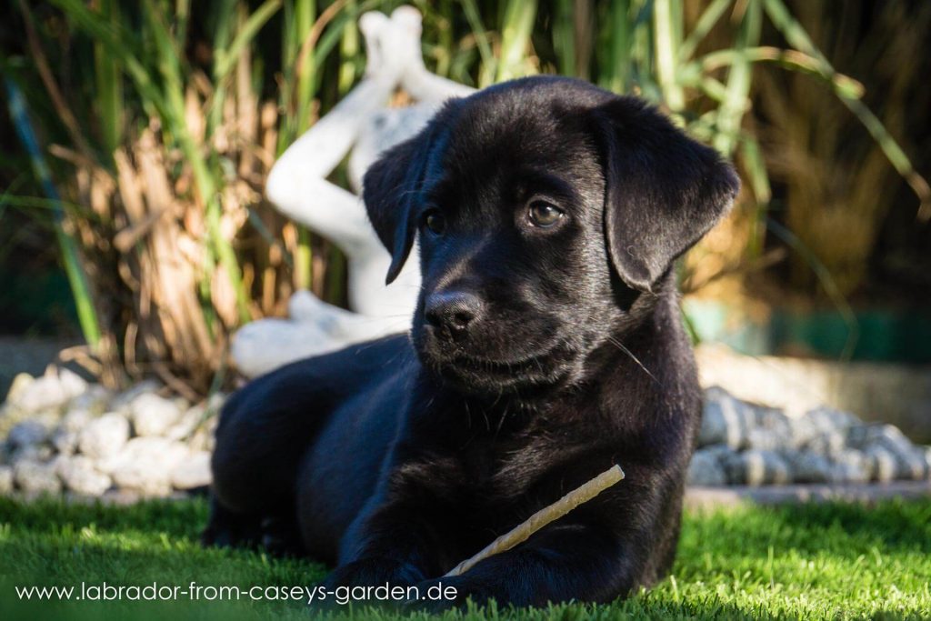 Labrador Welpen from Caseys Garden