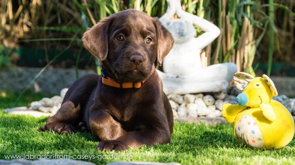 Labrador Welpen from Caseys Garden