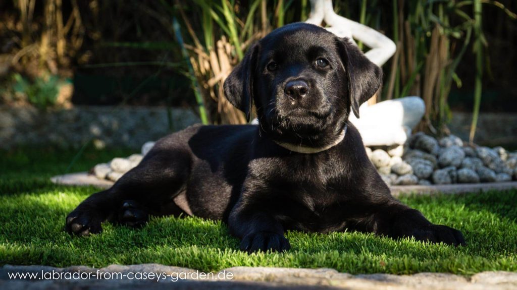 Labrador Welpen from Caseys Garden
