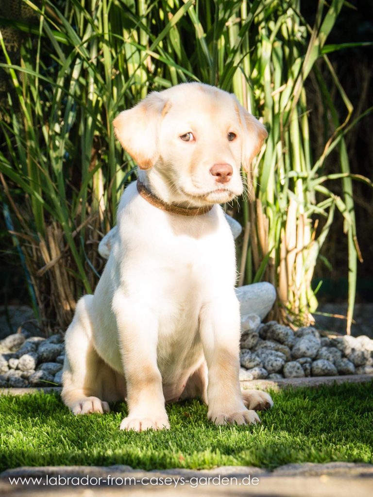 Labrador Welpen from Caseys Garden