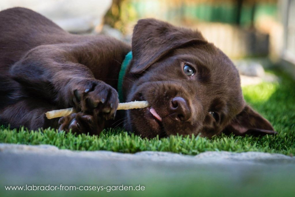 Labrador Welpen from Caseys Garden