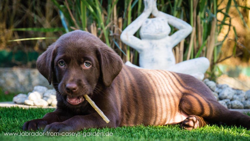 Labrador Welpen from Caseys Garden