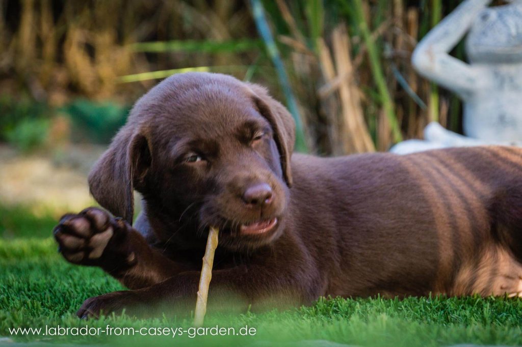 Labrador Welpen from Caseys Garden