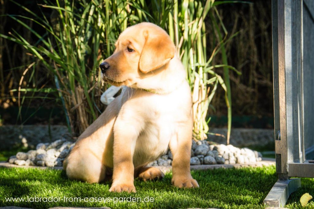 Labrador Welpen from Caseys Garden