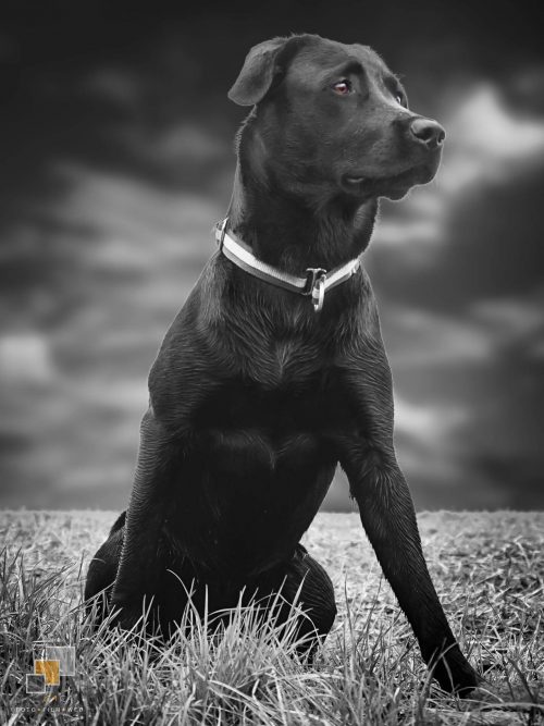 Jara Labrador Spirit of Elmslane