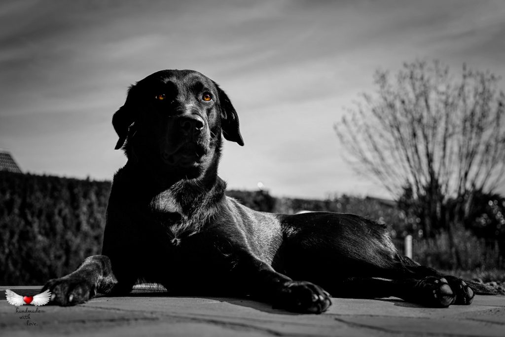 Labrador Retriever Josy Jara