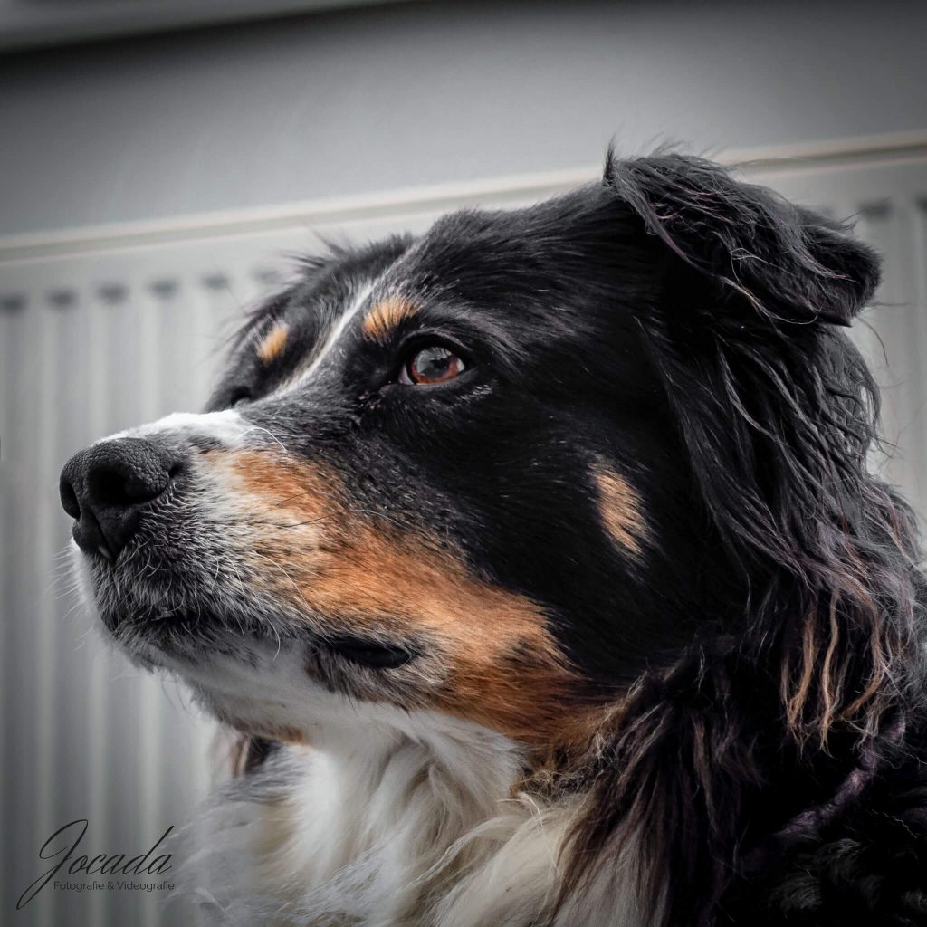 Australian Shepherd