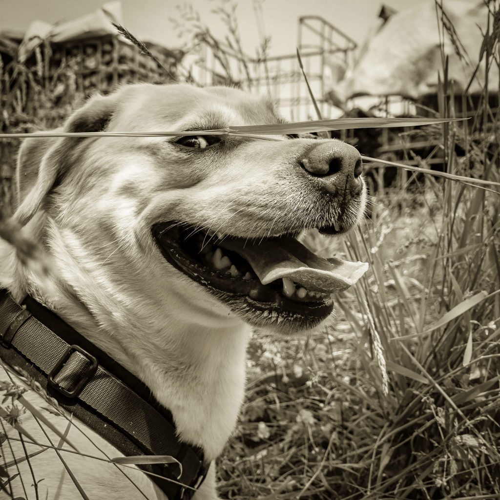 Labrador Retriever Josy Jara