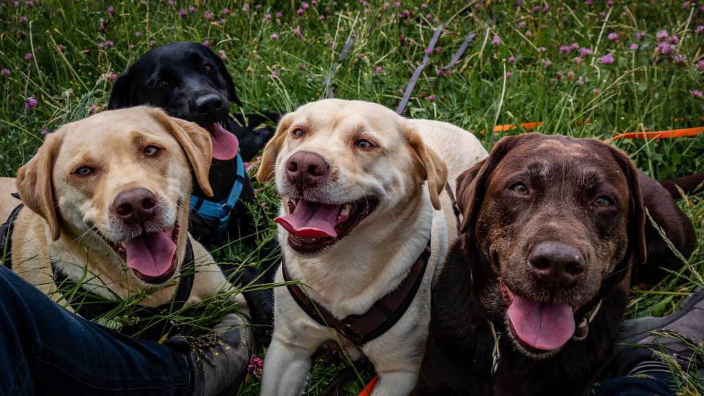 Labrador Retriever Josy Jara