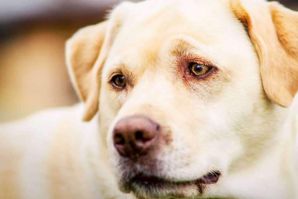 Labrador Retriever Josy Jara