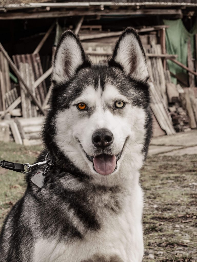 Siberian Husky