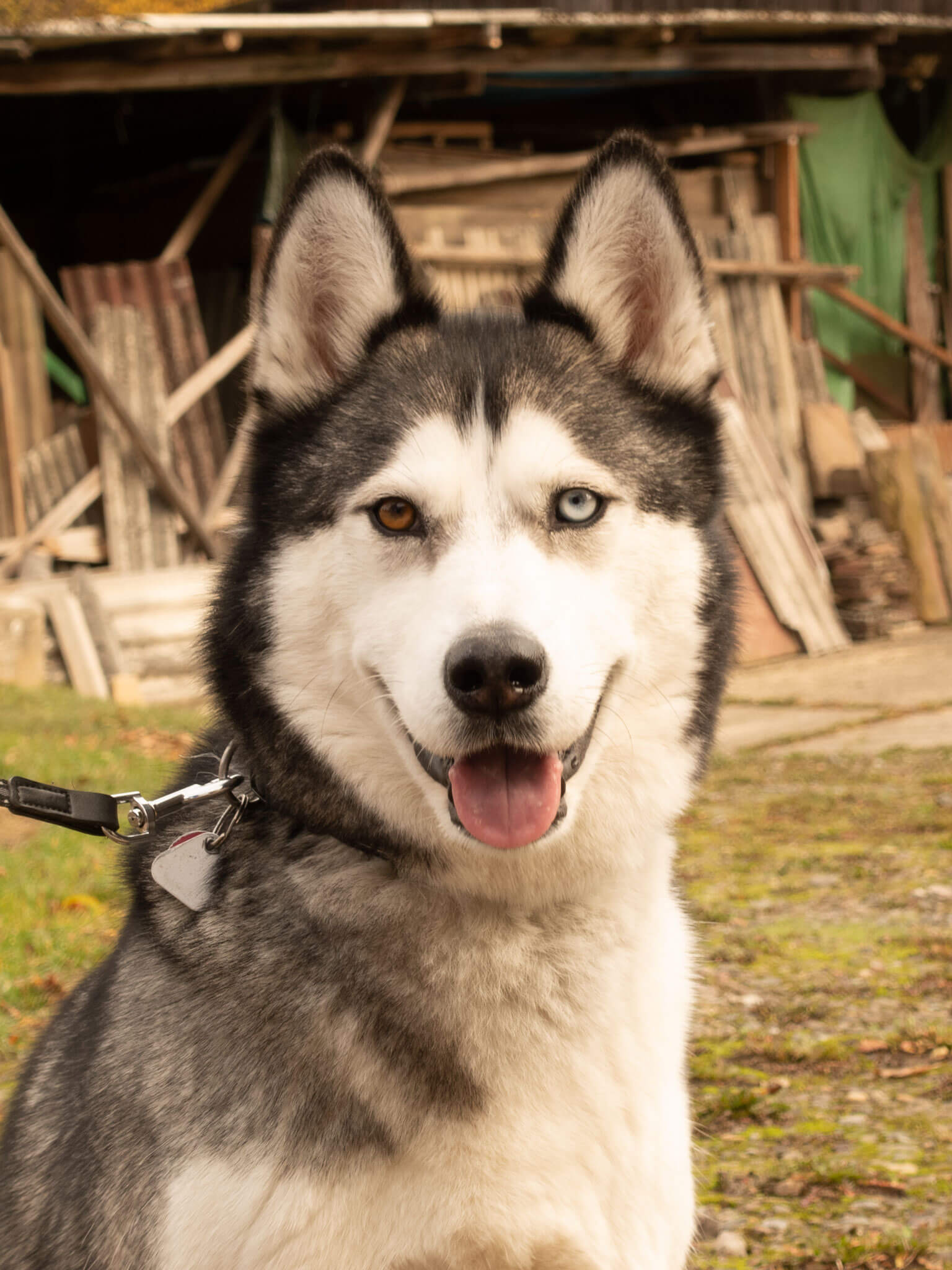 Siberian Husky