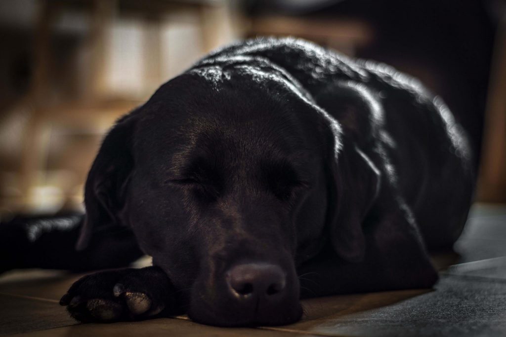 Labrador Retriever Josy Jara