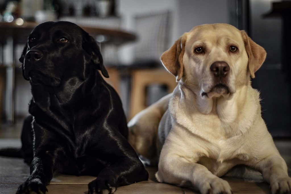Labrador Retriever Josy Jara