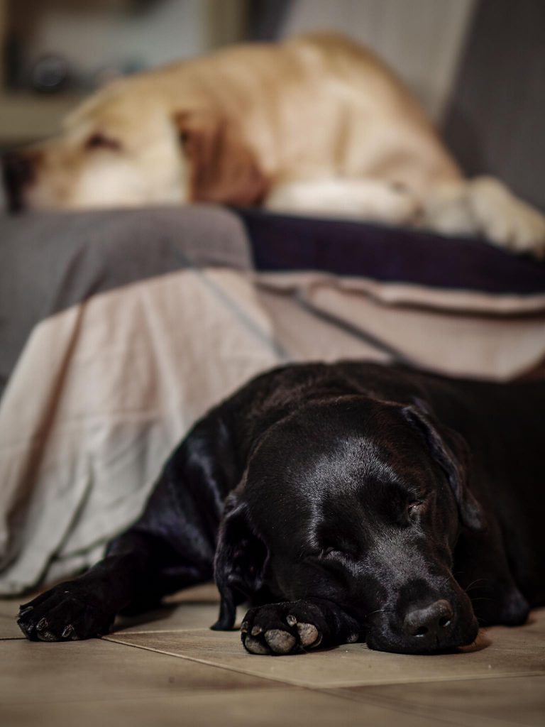 Labrador Retriever Josy Jara