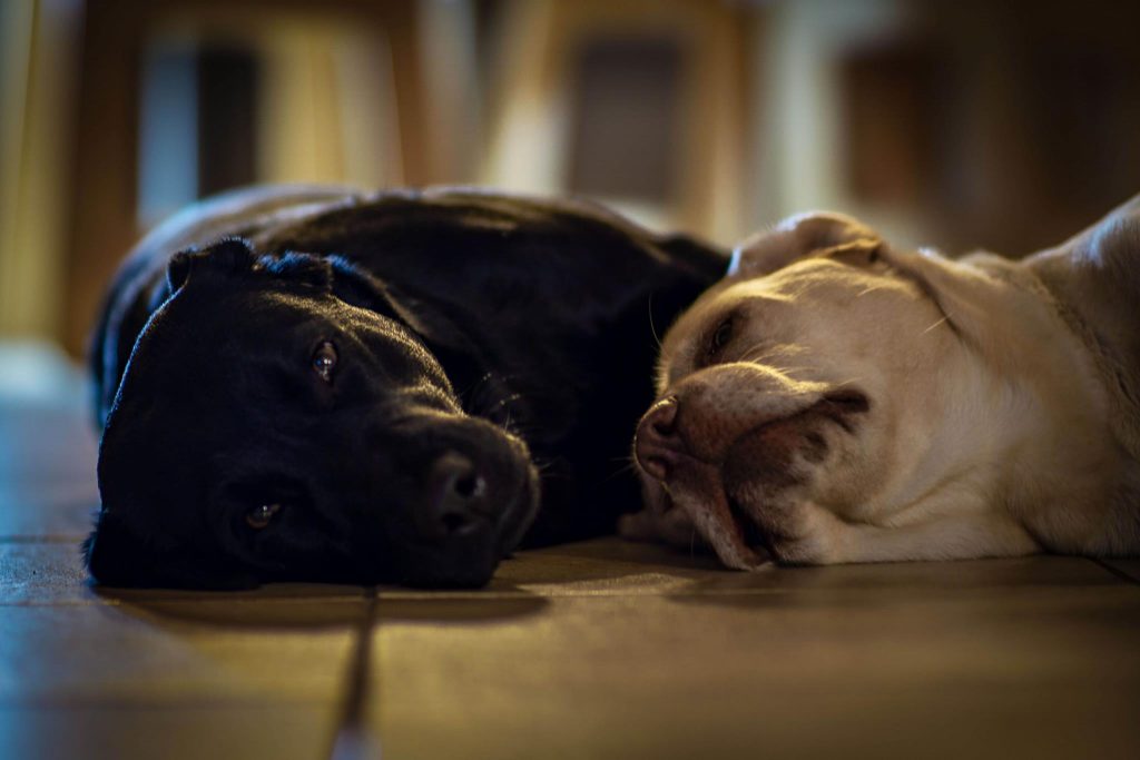 Labrador Retriever Josy Jara