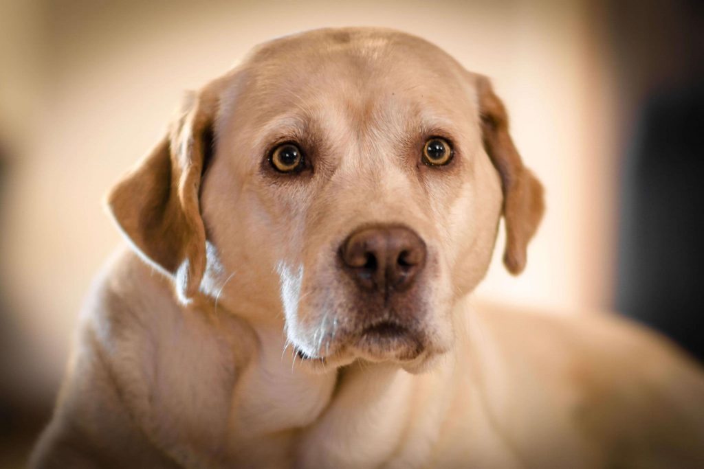Labrador Retriever Josy Jara