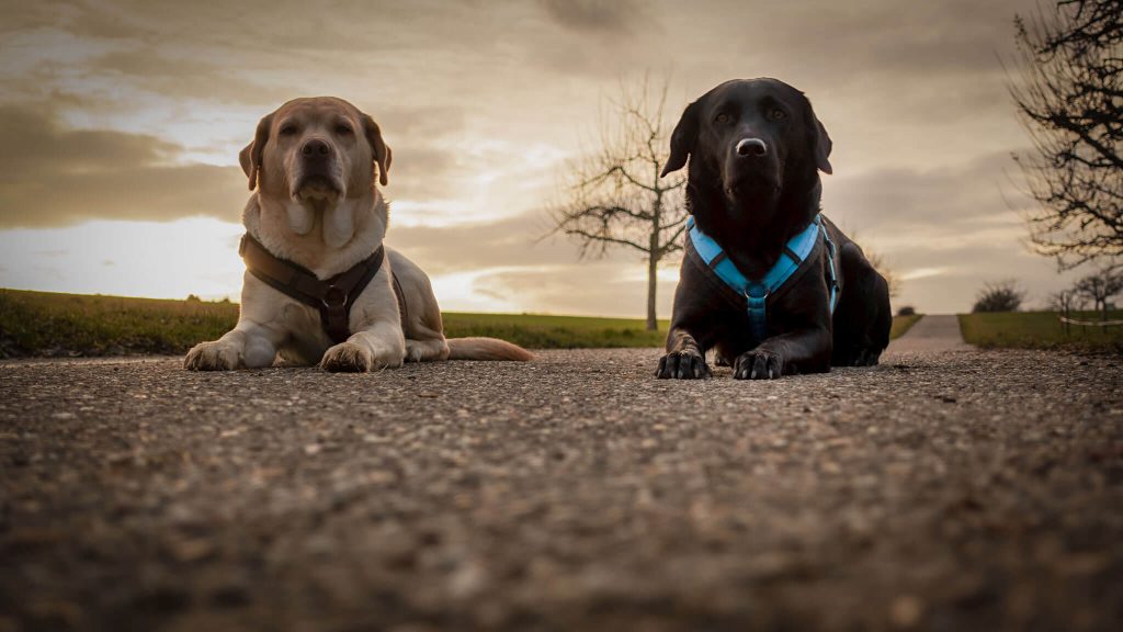 Labrador Retriever Josy Jara