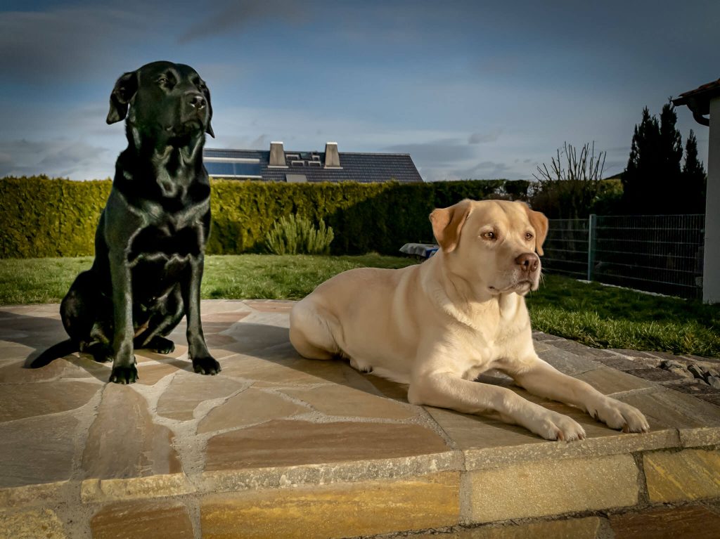 Labrador Retriever Josy Jara