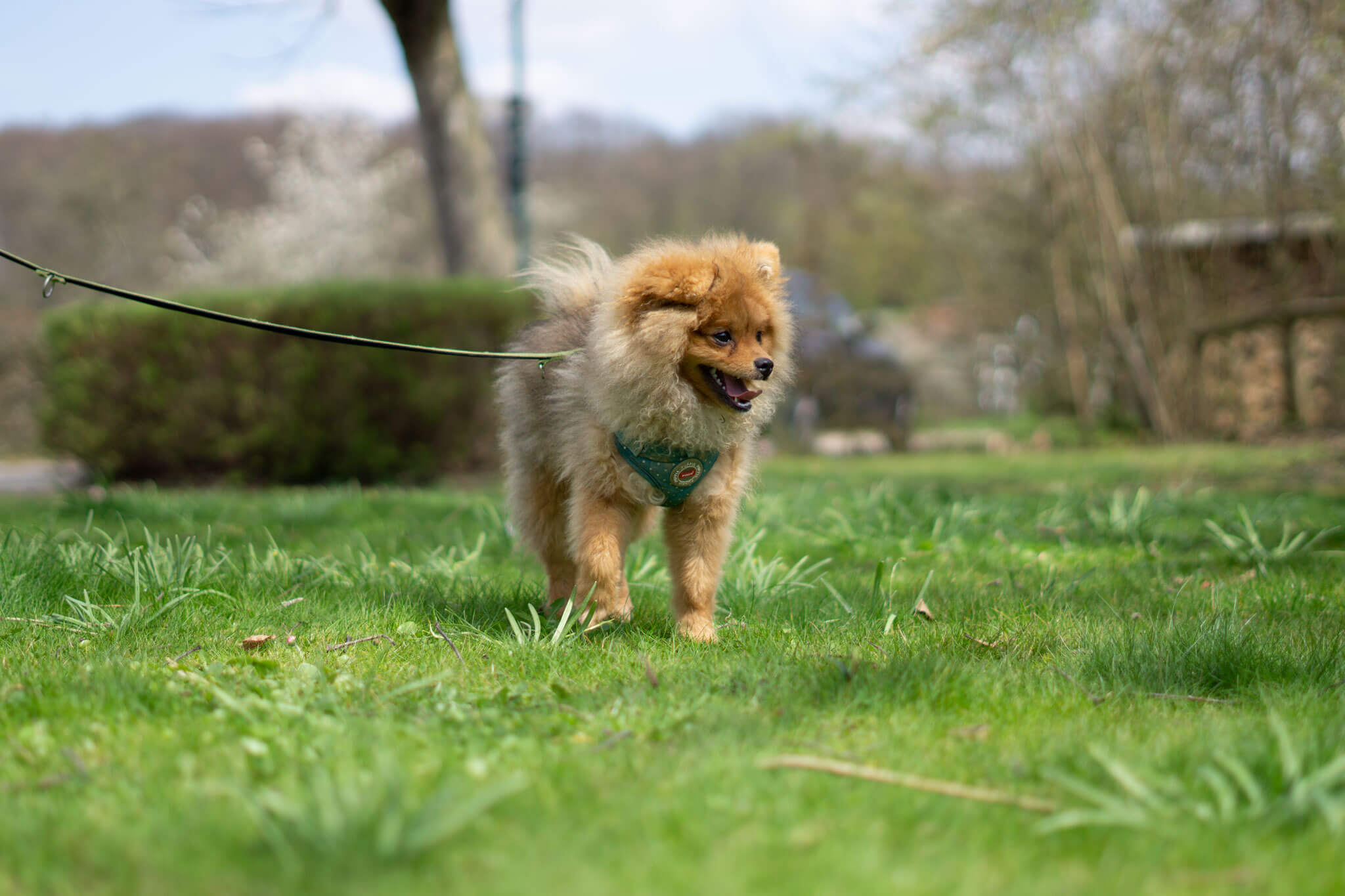 Pomeranian / Zwergspitz - Zeus