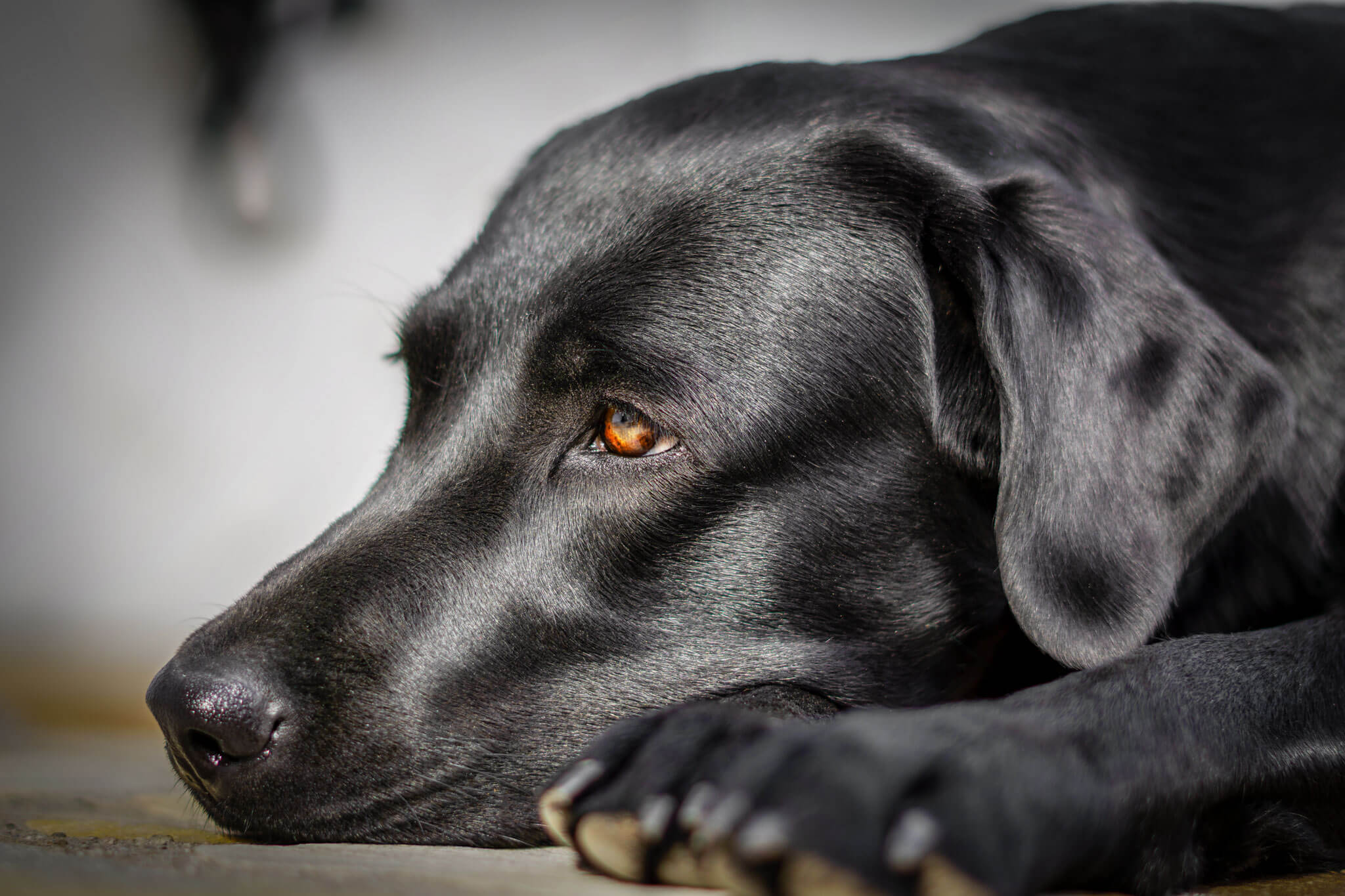 Labrador Retriever – Jara