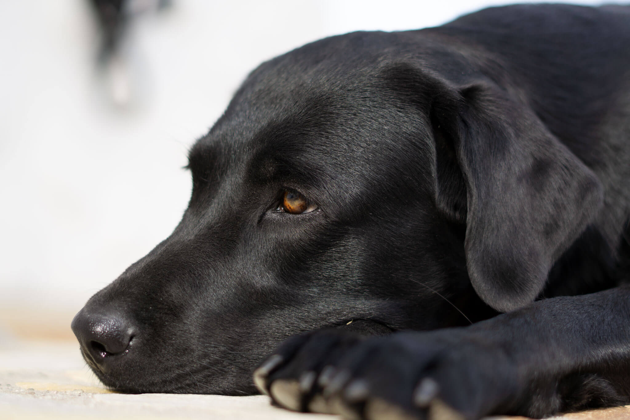 Labrador Retriever – Jara