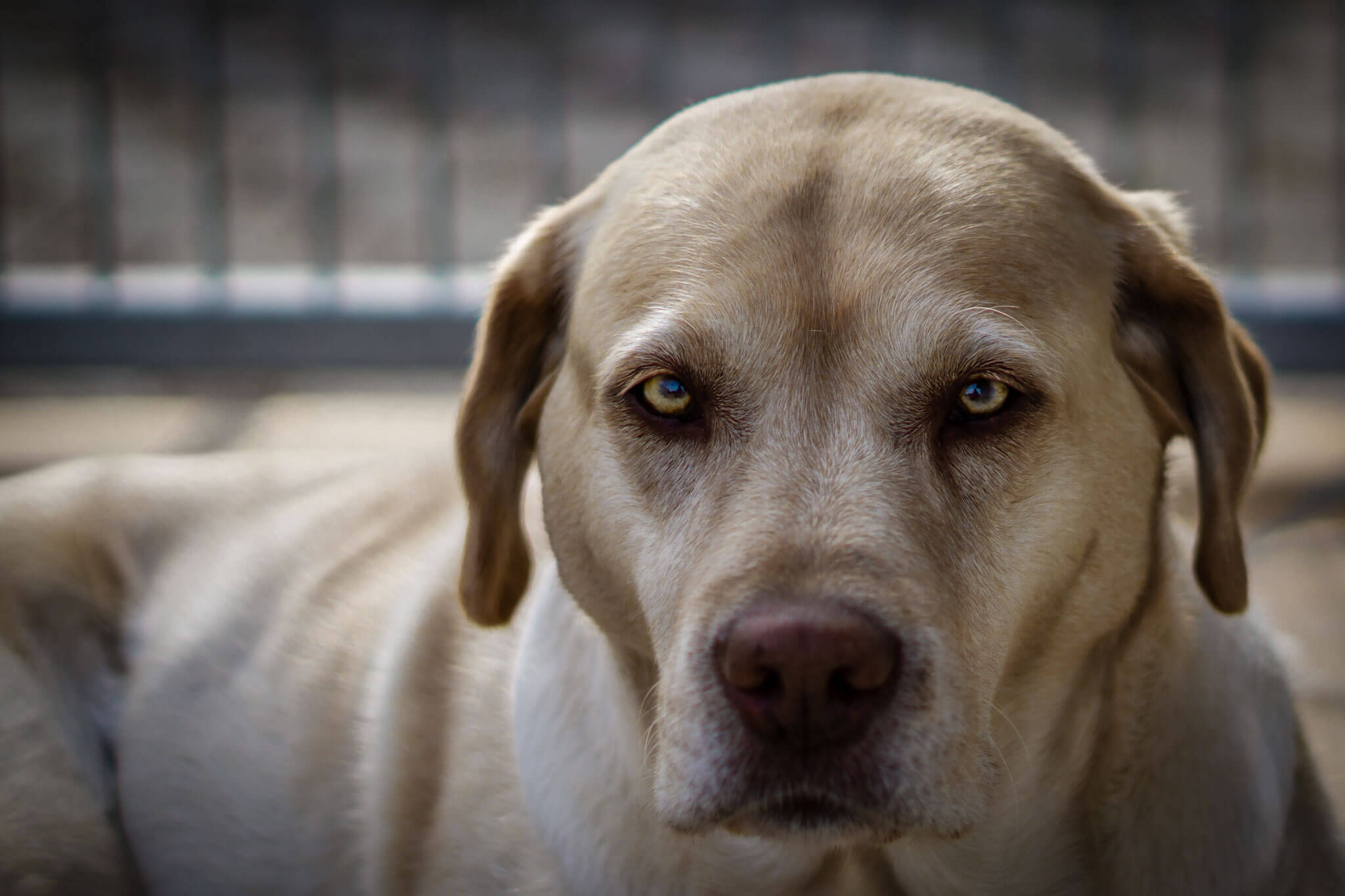 Labrador Retriever – Josy