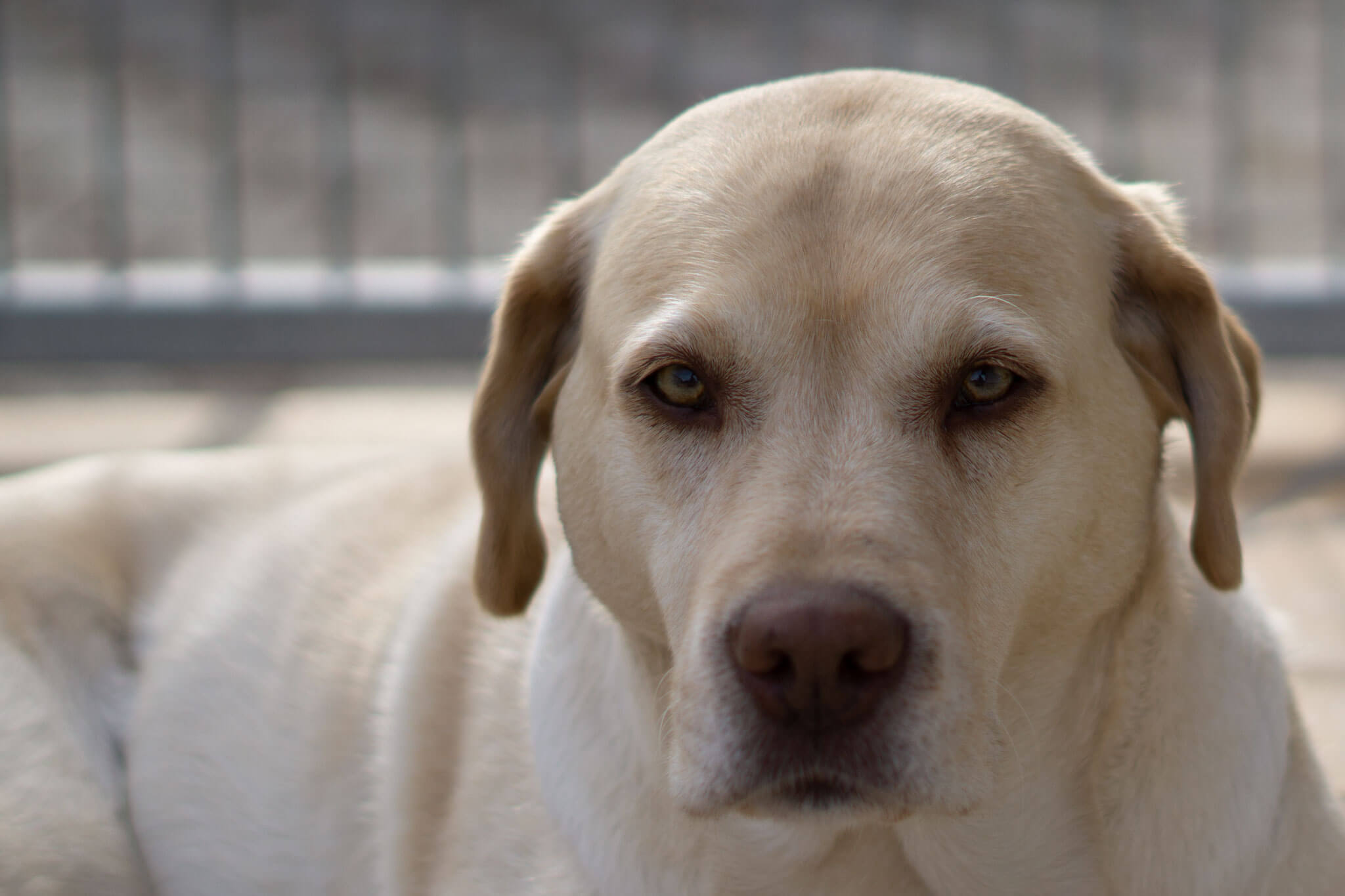 Labrador Retriever – Josy